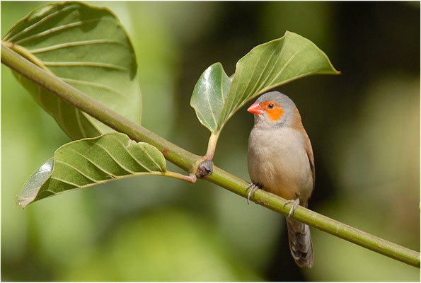 ORANGEBÄCKCHEN, ORANGE-CHEEKED WAXBILL, ESTRILDA MELPODA
