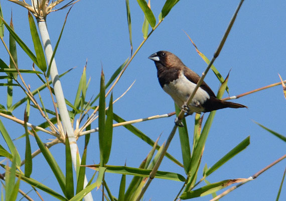 JAVA-BRONZEMÄNNCHEN, JAVAN MUNIA, LONCHURA LEUCOGASTROIDES