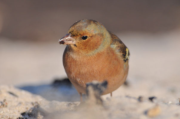 BUCHFINK, CHAFFINCH, FRINGILLA COELEBS