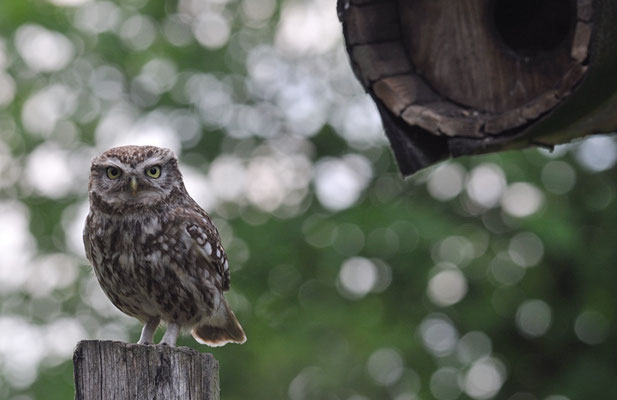 STEINKAUZ, LITTLE OWL , ATHENE NOCTUA