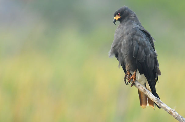 SCHNECKENWEIH, SNAIL KITE, ROSTRHAMUS SOCIABILIS
