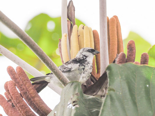 Silbermanteltangare, Grey-and-gold Tanager - Tangara palmeri