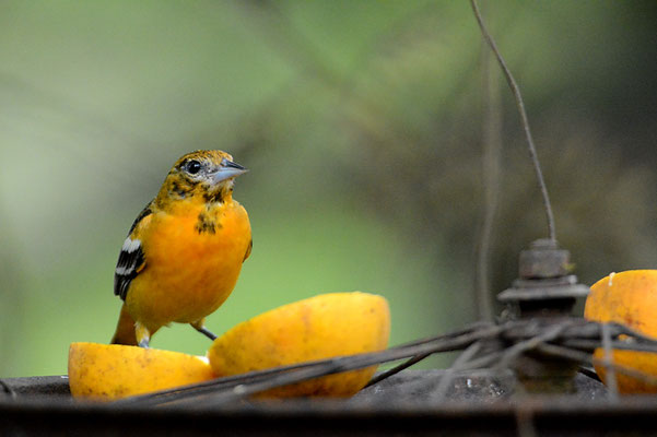 BALTIMORETRUPIAL, BALTIMORE ORIOLE, ICTERUS GALBULA