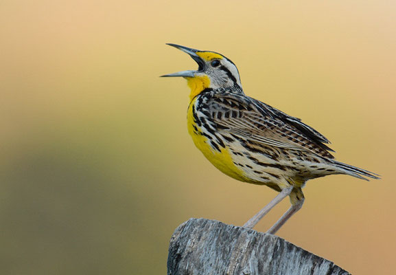 LERCHENSTÄRLING, EASTERN MEADOWLARK, STURNELLA MAGNA