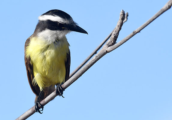 SCHWEFELTYRANN, GREAT KISKADEE, PITANGUS SULFURATUS