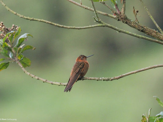 ROSTROTER ANDENKOLIBRI, SHINING SUNBEAM - AGLAEACTIS CUPRIPENNIS