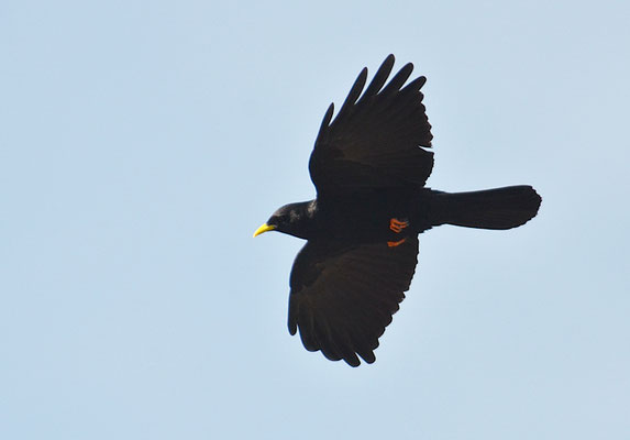 Alpendohle, alpine chough, pyrrhocorax graculus - schweiz
