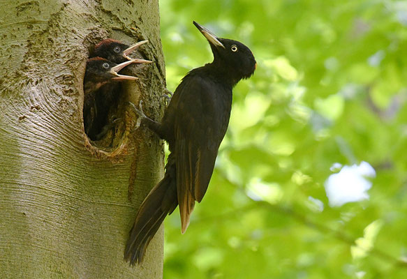 SCHWARZSPECHT,  BLACK WOODPECKER, DRYOCOPUS MARTIUS