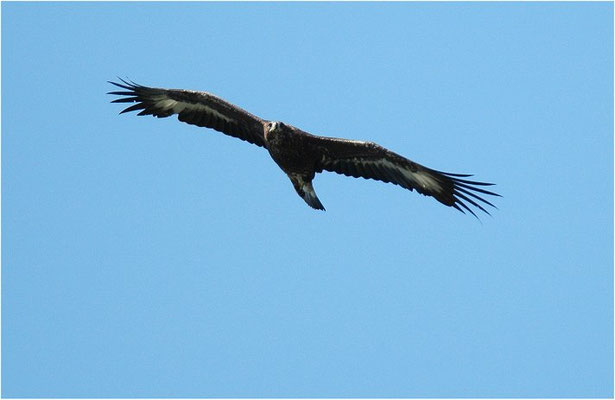 STEINADLER, GOLDEN EAGLE, AQUILA CHRYSAETOS