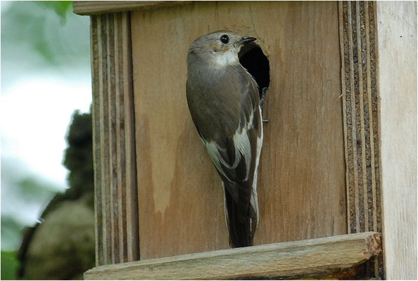 TRAUERSCHNÄPPER, PIED FLYCATCHER, FICEDULA HYPOLEUCA