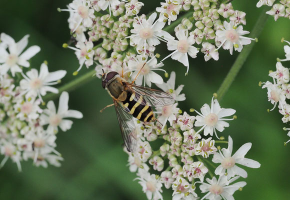 GROSSE SCHWEBFLIEGE, SYRPHUS RIBESII