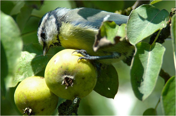 BLAUMEISE, BLUE TIT, CYANISTES CAERULEUS