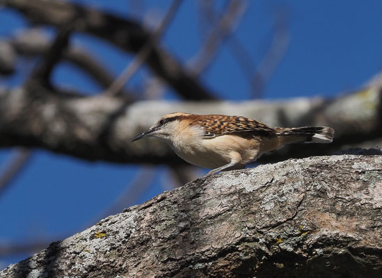 ROTNACKENZAUNKÖNIG, RUFOUS-NAPED WREN, CAMPYLORHYNCHUS RUFINUCHA