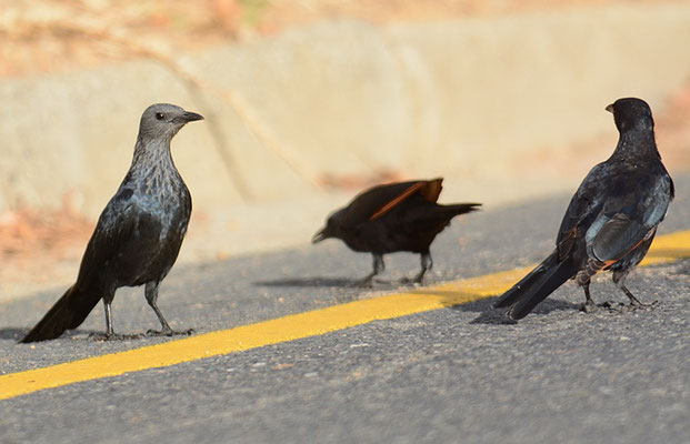 ROTSCHWINGENSTAR, RED-WINGED STARLING, ONYCHOGNATHUS MORIO