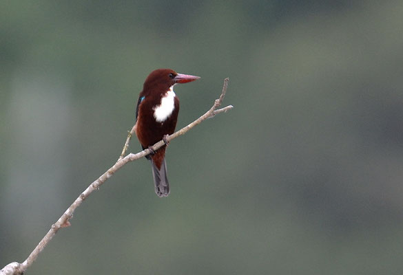 BRAUNLIEST, WHITE-THROATED KINGFISHER-HALCYON SMYRNENSIS
