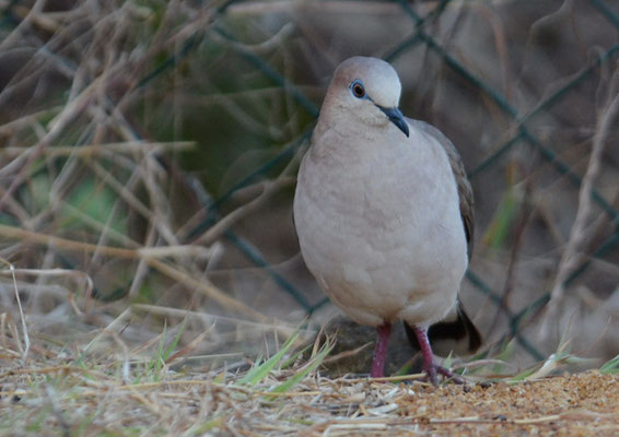 WEISSSTIRNTAUBE, WHITE-TIPPED DOVE, LEPTOTILA VERREAUXI
