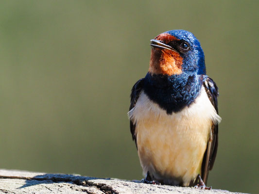 RAUCHSCHWALBE, BARN SWALLOW, HIRUNDO RUSTICA