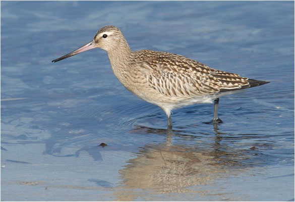 PFUHLSCHNEPFE, BAR-TAILED GODWIT, LIMOSA LAPPONICA