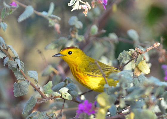 GOLDWALDSÄNGER, YELLOW WARBLER, DENDROICA PETECHIS RUFOPILEATA