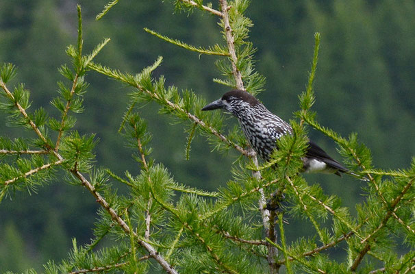 TANNENHÄHER, NUTCRACKER, NUCIFRAGA CARYOCATACTES