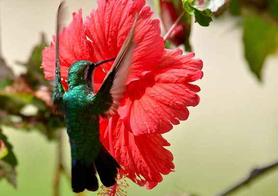 BLAUSCHWANZSMARAGDKOLIBRI, BLUE-TAILED EMERALD, CHLOROSTILBON MELLISUGUS
