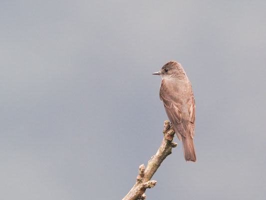 Östlicher Waldtyrann, Eastern Wood-Pewee - Contopus virens