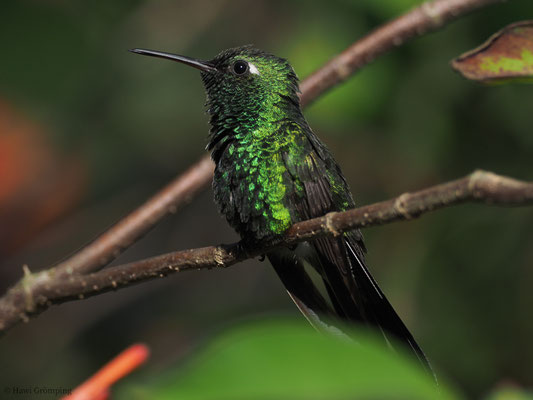 KUBASMARAGDKOLIBRI, CUBAN EMERALD, CHLOROSTILBON RICORDII