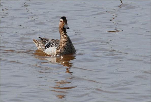 KNÄKENTE, GARGANEY, ANAS QUERQUEDULA