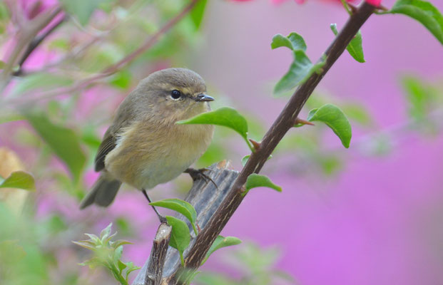 KANARENZILPZALP, CANARY ISLANDS CHIFFCHAFF, PHYLLOSCOPUS CANARIENSIS