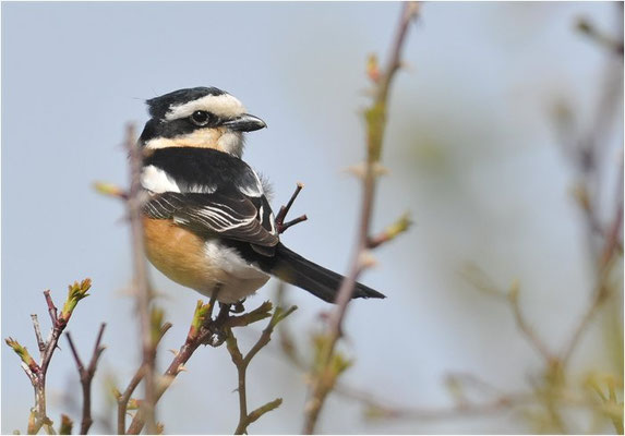 MASKENWÜRGER, MASKED SHRIKE, LANIUS NUBICUS