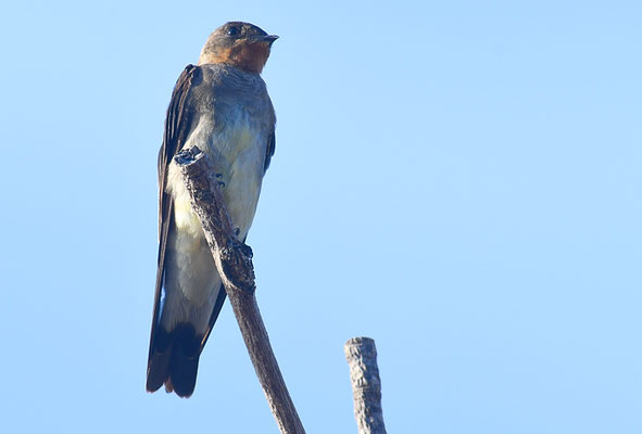 ZIMTKEHLSCHWALBE, SOUTHERN ROUGH-WINGED SWALLOW, STELGYDOPTERYX RUFICOLLIS