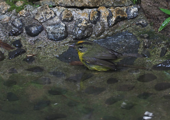 GOLDSCHEITEL-WALDSÄNGER, GOLDEN-CROWNED WARBLER, BASILEUTERUS CULICIVORUS