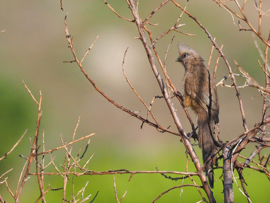 BRAUNFLÜGEL-MAUSVOGEL, SPECKLED MOUSEBIRD, COLIUS STRIATUS