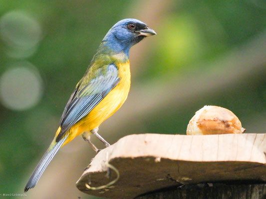 Schwarzstirntangare, Blue-and-yellow Tanager - Pipraeidea bonariensis