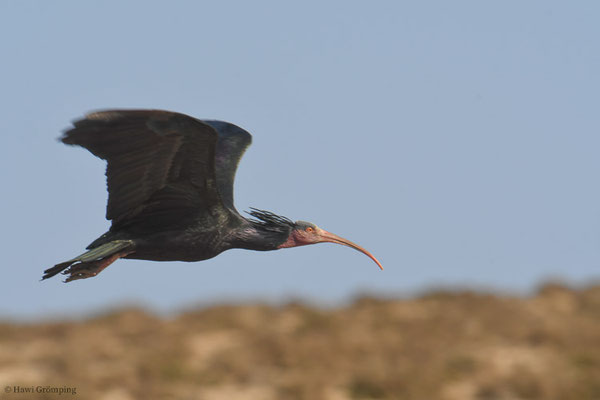 WALDRAPP, BALD IBIS, GERONTICUS EREMITA