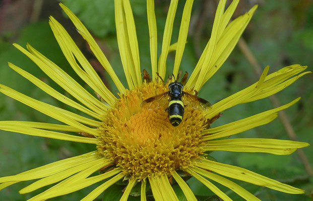 ZWEIBAND-WESPENSCHWEBFLIEGE, CHRYSOTOXUM BICINCTUM