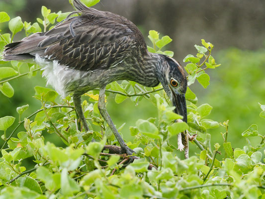 Krabbenreiher, Yellow-crowned Night-Heron - Nyctanassa violacea