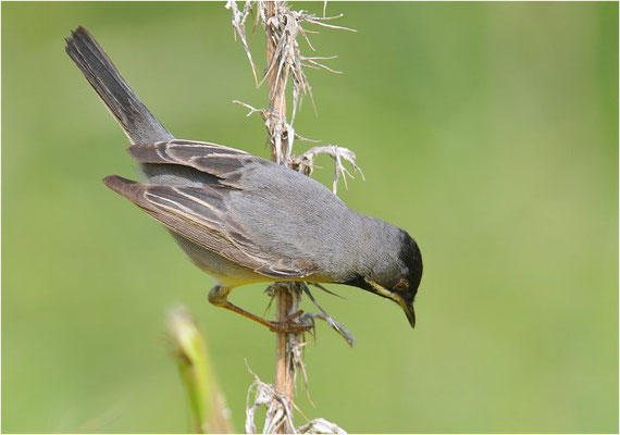 MASKENGRASMÜCKE, RÜPELL´S WARBLER, SYLVIA RUEPPELLI
