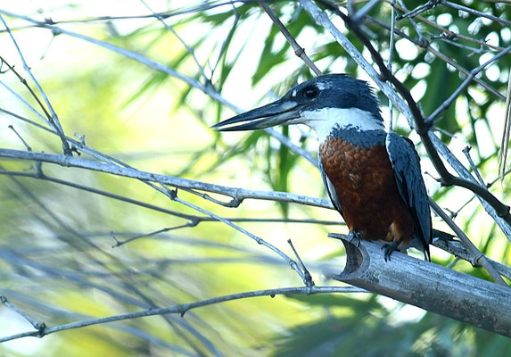 ROTBRUSTFISCHER, RINGED KINGFISHER, MEGACERYLE TORQUATA