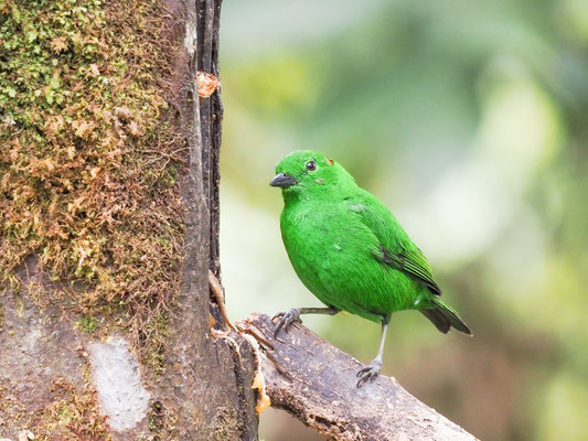 Rotohr-Bunttangare, Glistening-green tanager - Chlorochrysa phoenicotis