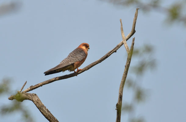 ROTFUSSFALKE, RED-FOOTED FALCON, FALCO VESPERTINUS