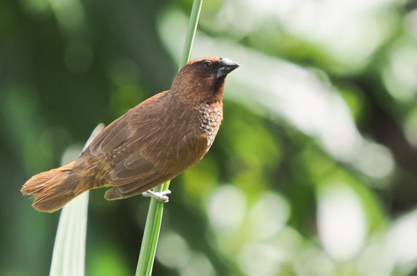 Eigentlich gehören Muskatfinken nicht nach Kuba. Sie sind in Ostasien heimisch. Aber auch bei uns gibt es eingebürgerte Vogelarten, die aus der Gefangenschaft entkommen sind.