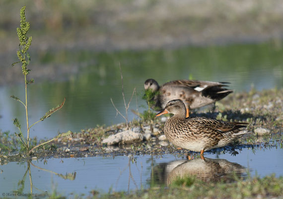 SCHNATTERENTE, GADWALL, ANAS STREPERA