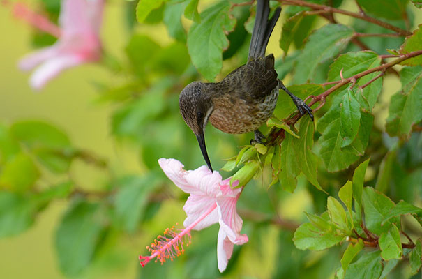 KAPHONIGFRESSER, CAPE SUGARBIRD, PROMEROPS CAFER
