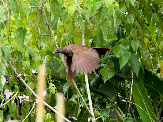 Tüpfelguan, Speckled Chachalaca - Ortalis guttata