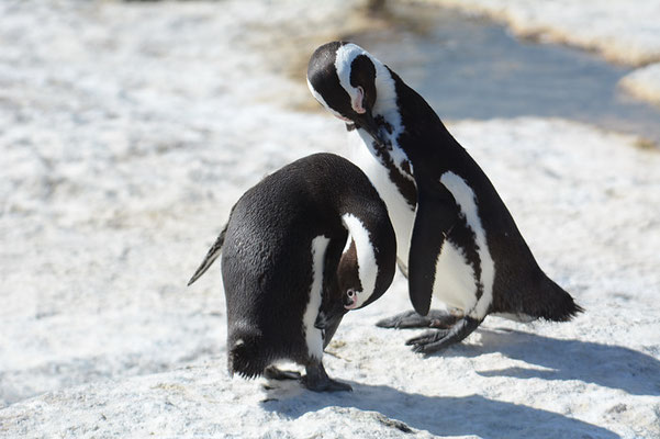 KAPPINGUIN, AFRICAN PENGUIN, PESPHENISCUS DEMERSUS