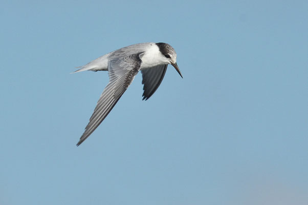 ZWERGSEESCHWALBE, LITTLE TERN, STERNULA ALBIFRONS