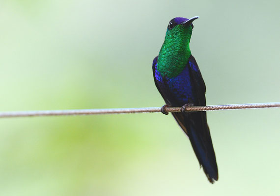 VIOLETTKRONENNYMPHE, VIOLET-CROWNED WOODNYMPH, THALURANIA COLUMBICA