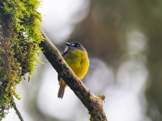 SCHMUCKTYRANN, ORNATE FLYCATCHER - MYIOTRICCUS ORNATUS