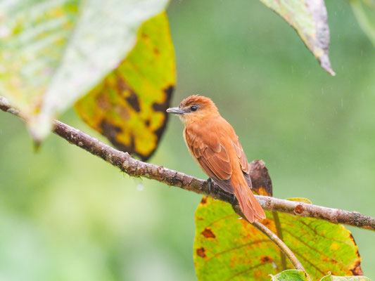 ZIMTBEKARDE, CINNAMON BECARD - PACHYRAMPHUS CINNAMOMEUS